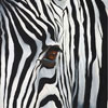 Looking at you - A fun view of a baby ZebraSOLD