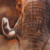 Sunset Ellie - Close up painting of an African elephant, detailing his eye in particular.   


It was painted from a photo taken in beautiful glowing African sunset light as he was throwing dust up with his trunk. 

