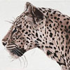 Leopard Watching - This was painted from photographs taken of a leopard in Mashatu, Botswana.   . . Further is a painting of the same leopard stalking its prey . . .SOLD