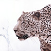 Stalking - Painted from a photograph of a leopard crouching, stalking it's prey
SOLD