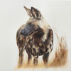 Rare Solitude - Wild dogs live in packs.  This photograph was a rare occurence.  Beautiful to paint.SOLD