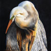 GREAT EGRET - For once I am painting wildlife out of Africa - but I just could not resist this majestic bird which I am told is found mainly in the Florida area.     The photograph, from which I painted, was taken of the bird sitting on its nest of sticks in the early evening and the sunlight glow on its magnificent feathers is just beautiful.

The Original painting has been sold.
Thank you to Tim Comeaux for the image.
