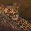 Leopard - SOLD