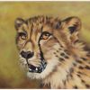 Cheetah - Painted in Oil as part of a series.  These Cheetah were photographed at a Cheetah Sanctuary in the Hluhluwe area, KwaZulu Natal, South AfricaSOLD