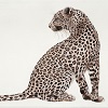 A Leopards Tale - Leopard, Painted from photo taken by my friend,  Angie Lang, KrugerSOLD